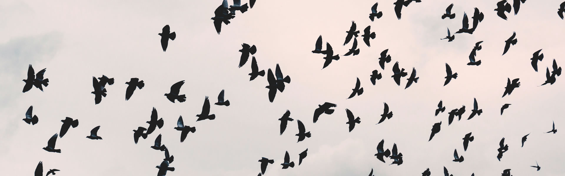 Kuşlarla İnsan Yaşamının 3 Ortak Noktası