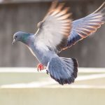 Güvercin Dışkılarının İşletmelere Verdiği Zararlar