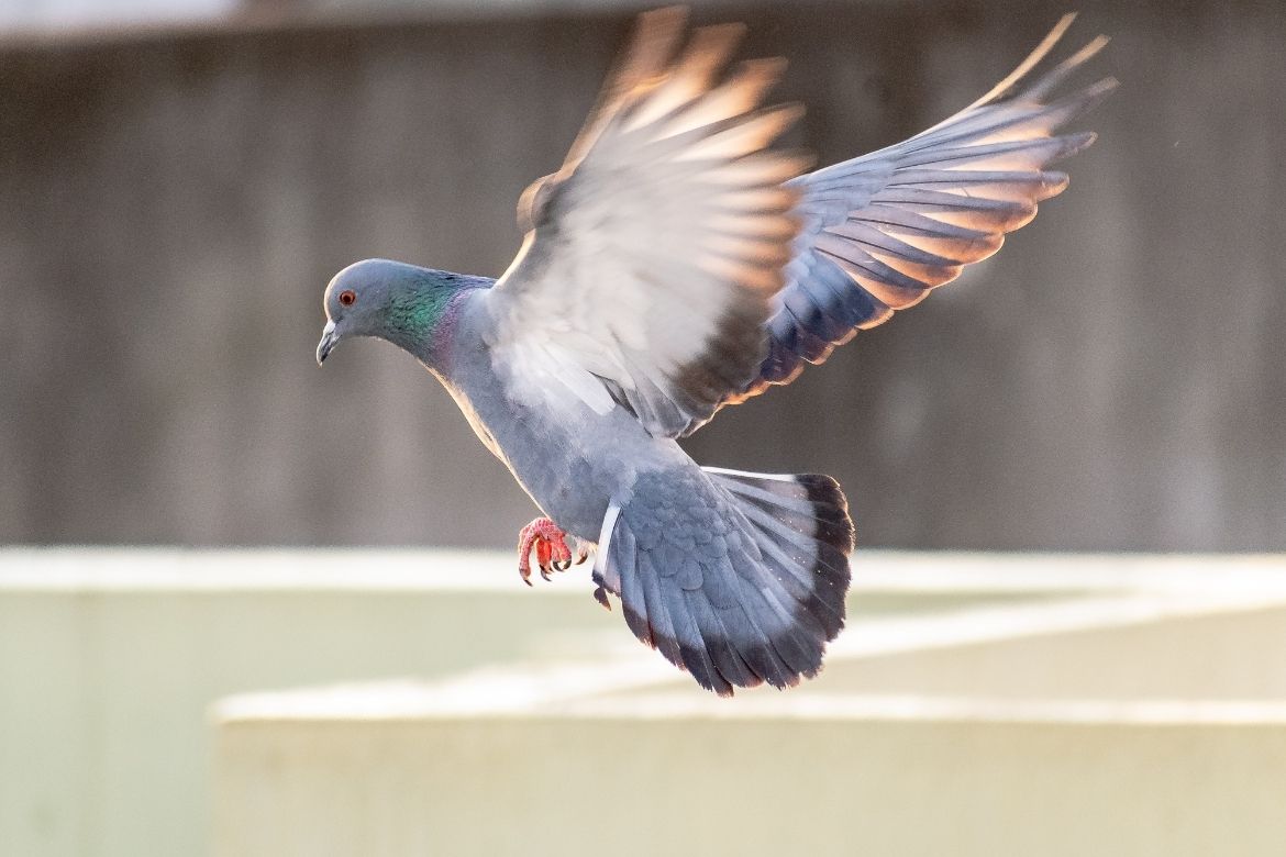 Güvercin Dışkılarının İşletmelere Verdiği Zararlar